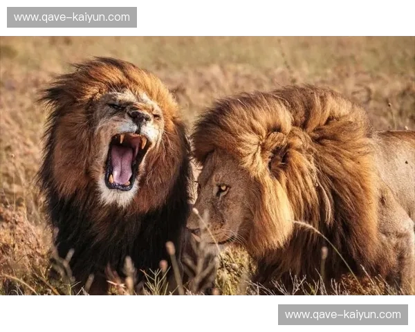 绿茵烽烟:当“沙漠之狮”阿特阿赫遭遇“地中海之盾”特马卡比的巅峰博弈 绿茵烽烟:当“沙漠之狮”阿特阿赫遭遇“地中海之盾”特马卡比的巅峰博弈